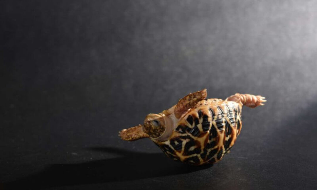 Google Search Console is sending notices for slow loading pages