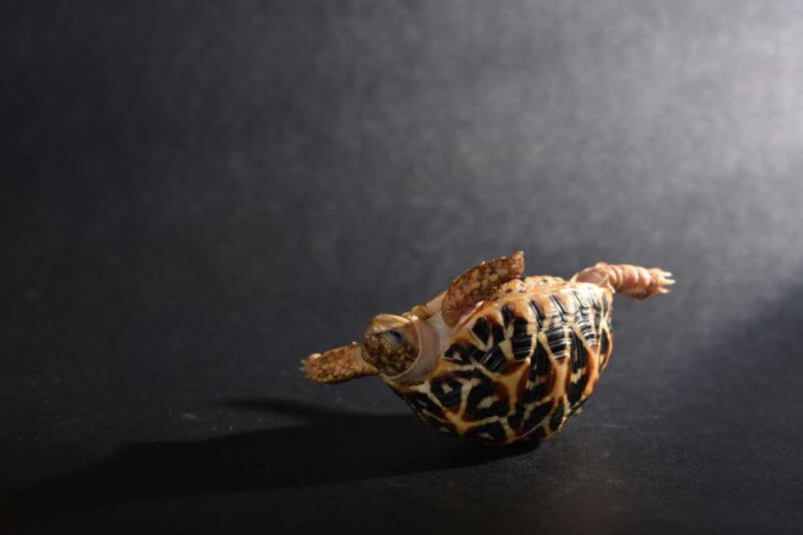 Google Search Console is sending notices for slow loading pages